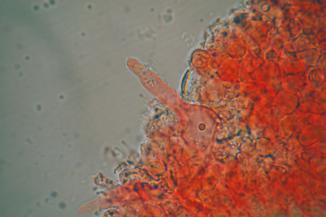 Mycenella sp. e nuove prove di microfotografia